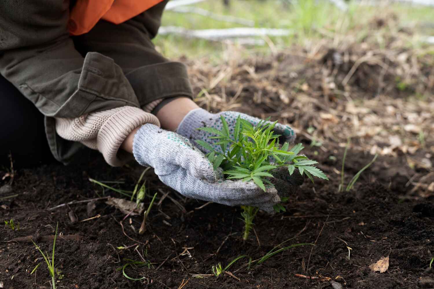 Reliable Marco Island, FL Tree Service Solutions